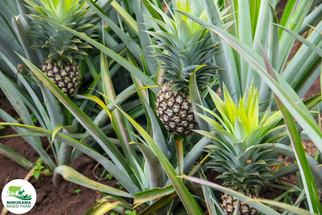Pineapples at Nimukama Mixed Farm, Kyankwanzi