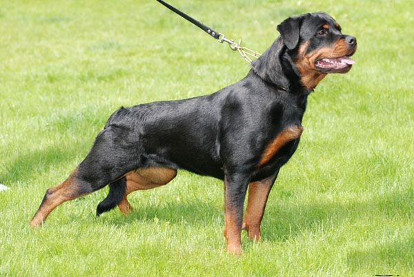 Rottweiler — one of the oldest herding breeds with a history possibly dating back to the Roman Empire