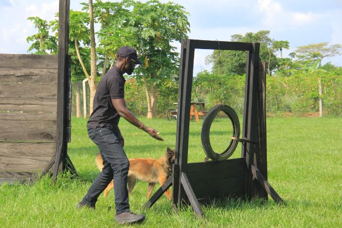 NMF Kennels Dog Training Session