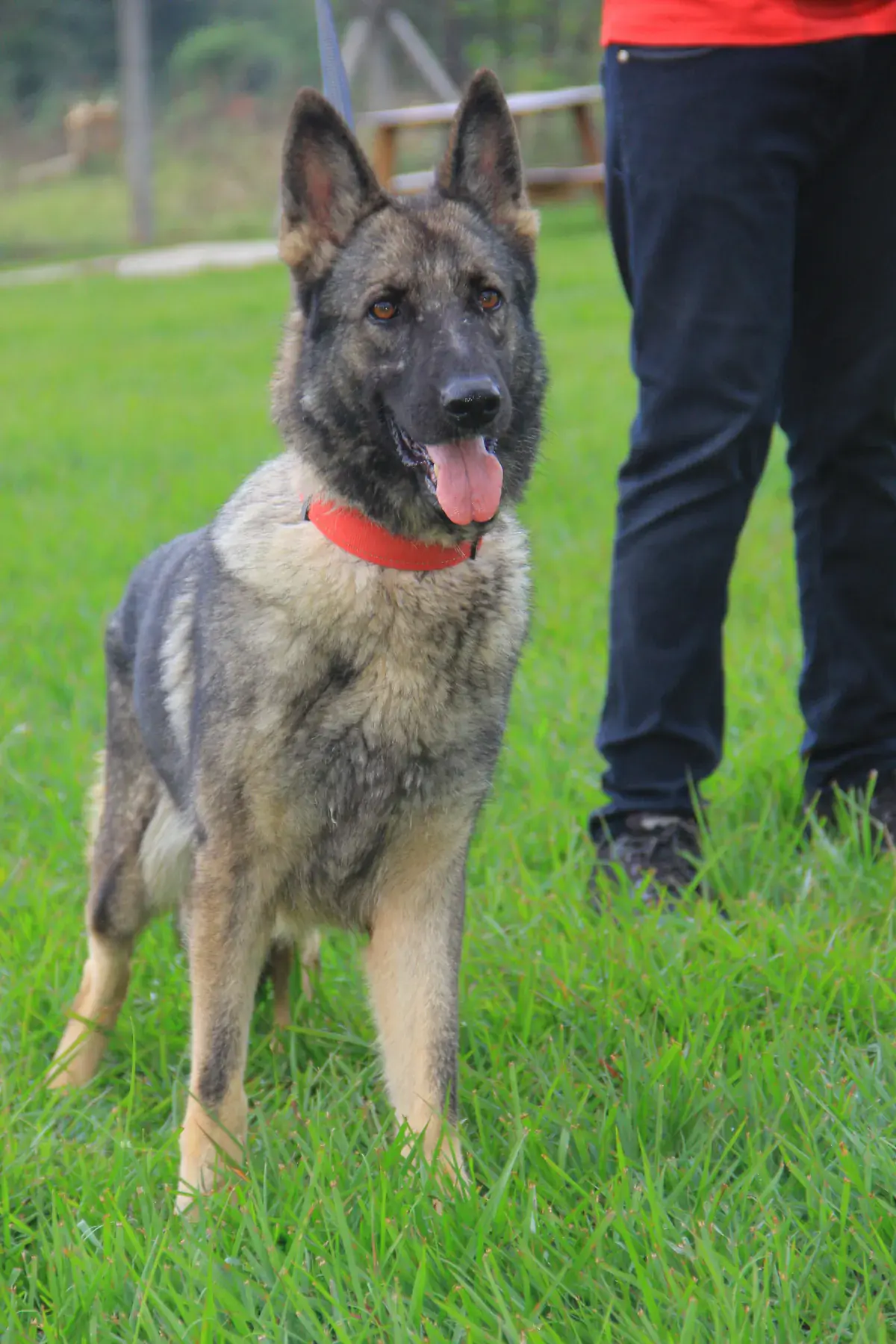 An alert, well-conditioned working German Shepherd from NMF Kennels, ready for export