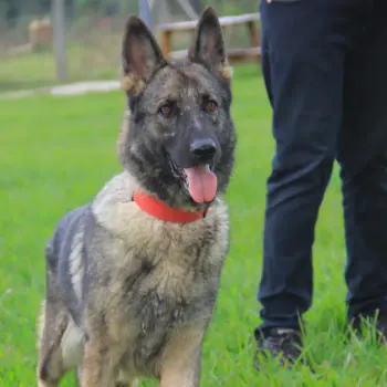 Working & protection dogs · NMF Kennels