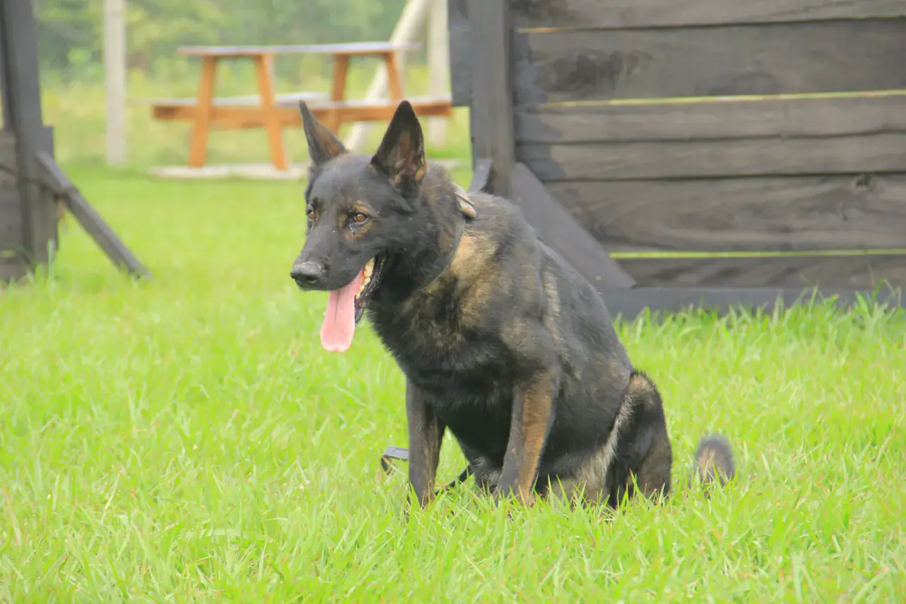 Working & protection dogs · NMF Kennels