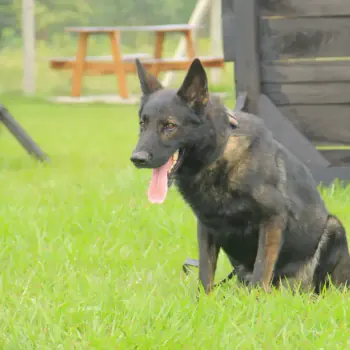 Working & protection dogs · NMF Kennels