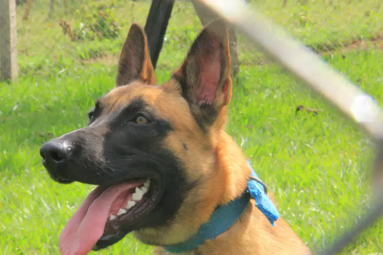 A working dog at NMF Kennels, Kyankwanzi
