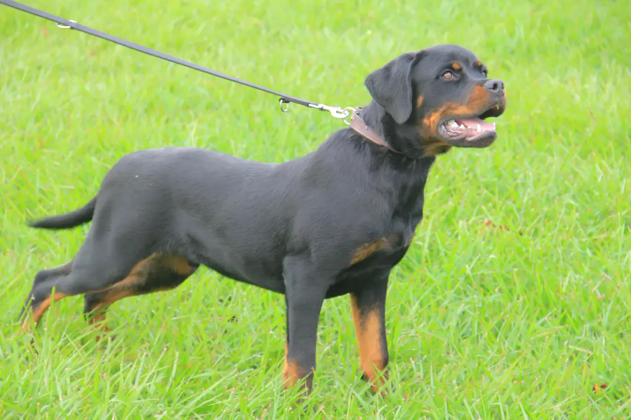 A working dog at NMF Kennels, Kyankwanzi