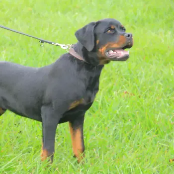Working & protection dogs · NMF Kennels